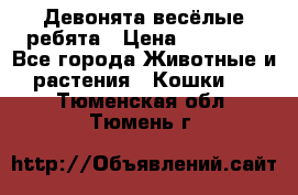 Девонята весёлые ребята › Цена ­ 25 000 - Все города Животные и растения » Кошки   . Тюменская обл.,Тюмень г.